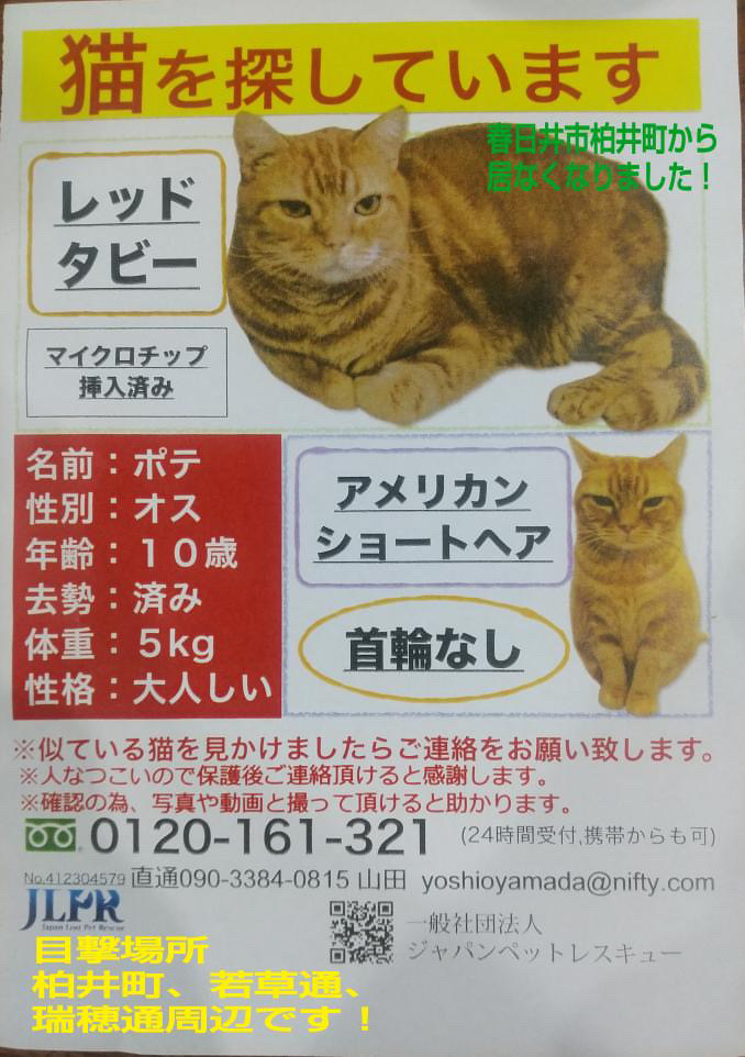 春日井市迷子猫のポテくん