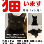 春日井市迷子猫情報黒猫が迷子