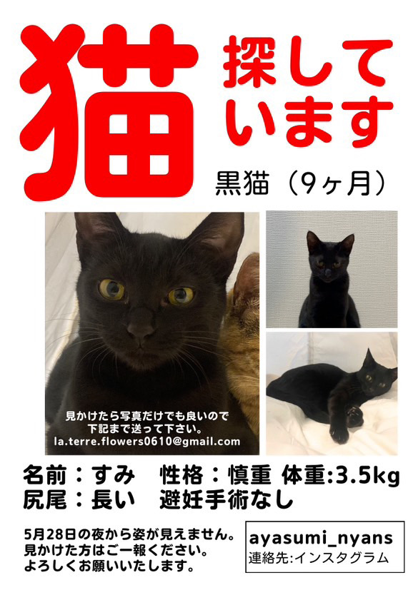 春日井市迷子猫情報黒猫が迷子