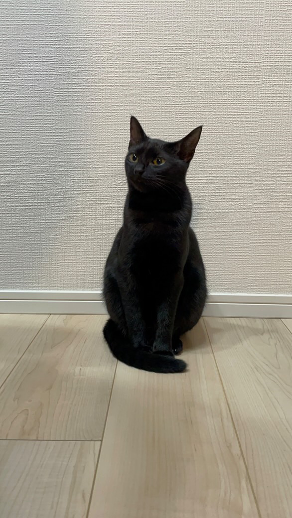 春日井市迷子猫のすみちゃん