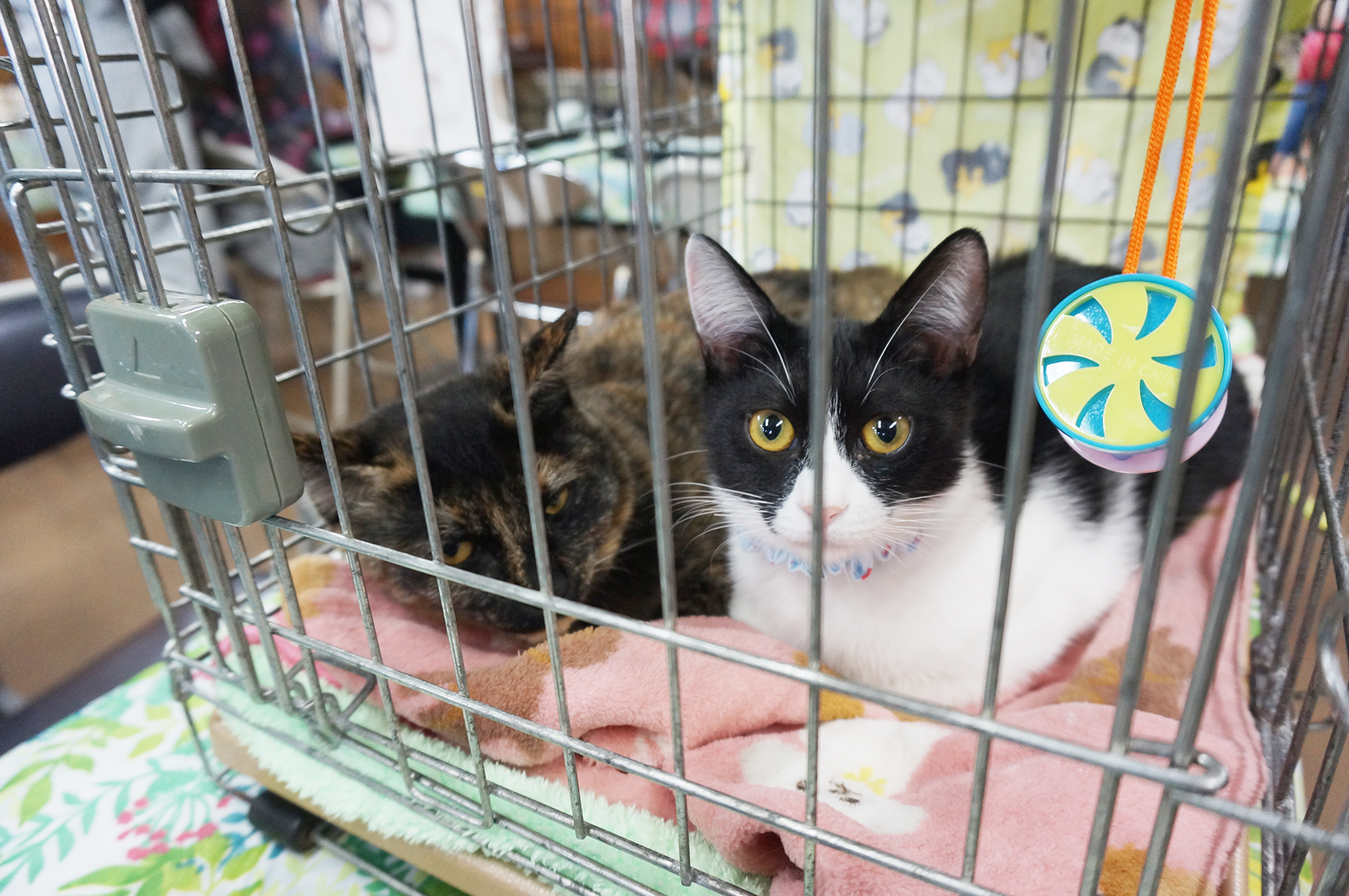 保護猫を家族に迎えるという選択肢を知ってほしい。春日井さくら猫の会の保護猫譲渡会を紹介。