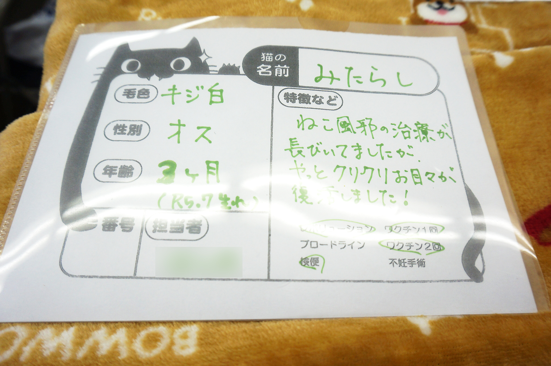 保護猫を家族に迎えるという選択肢を知ってほしい。春日井さくら猫の会の保護猫譲渡会を紹介。