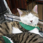 保護猫を家族に迎えるという選択肢を知ってほしい。春日井さくら猫の会の保護猫譲渡会を紹介。