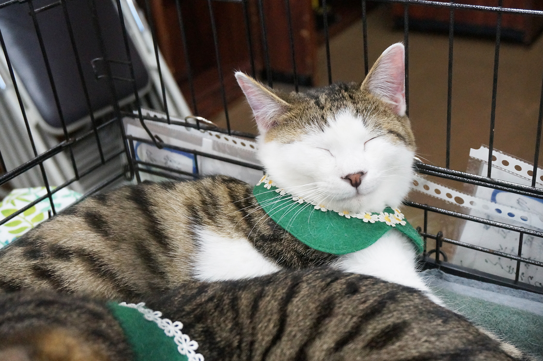 保護猫を家族に迎えるという選択肢を知ってほしい。春日井さくら猫の会の保護猫譲渡会を紹介。