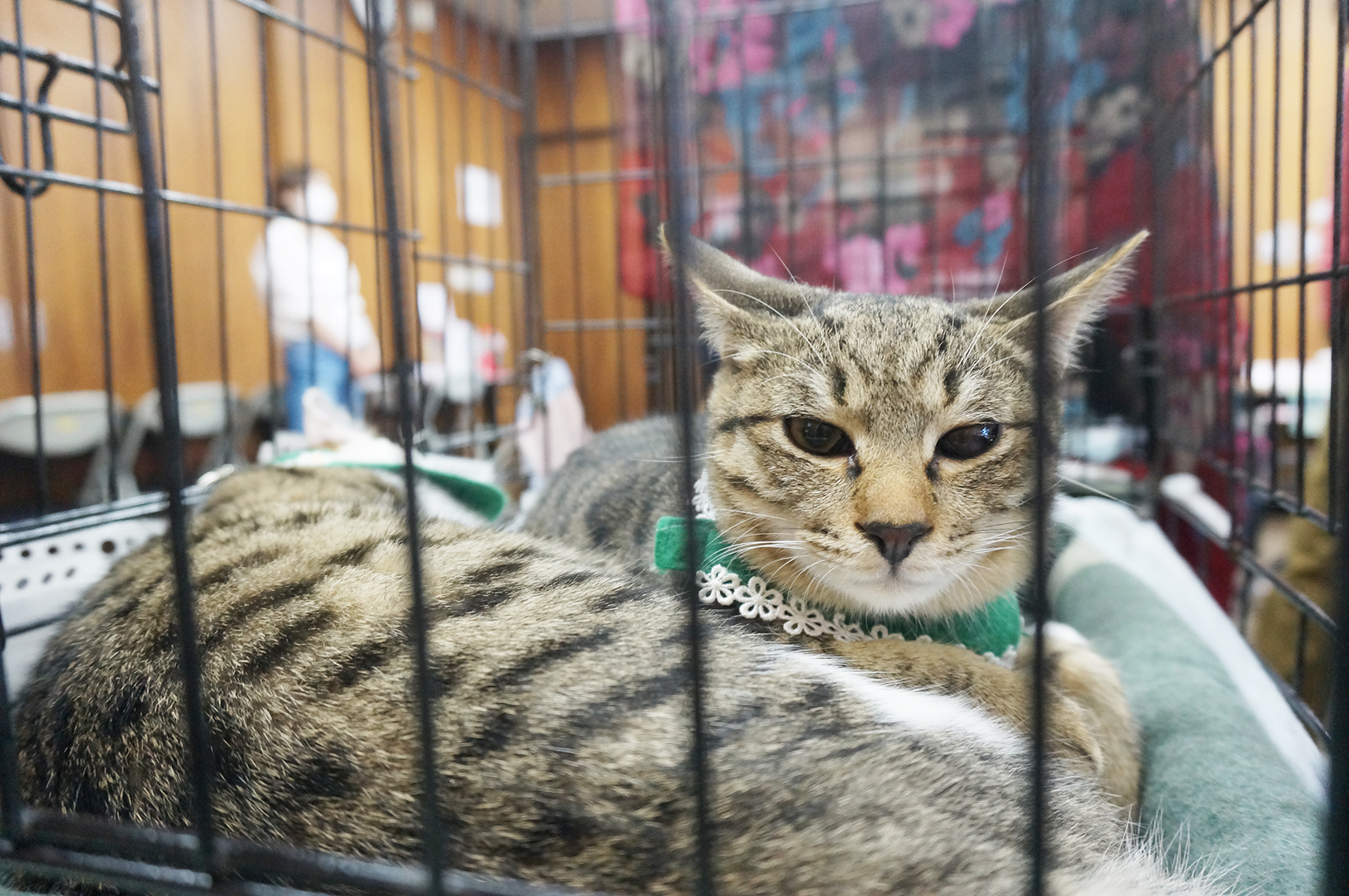 保護猫を家族に迎えるという選択肢を知ってほしい。春日井さくら猫の会の保護猫譲渡会を紹介。