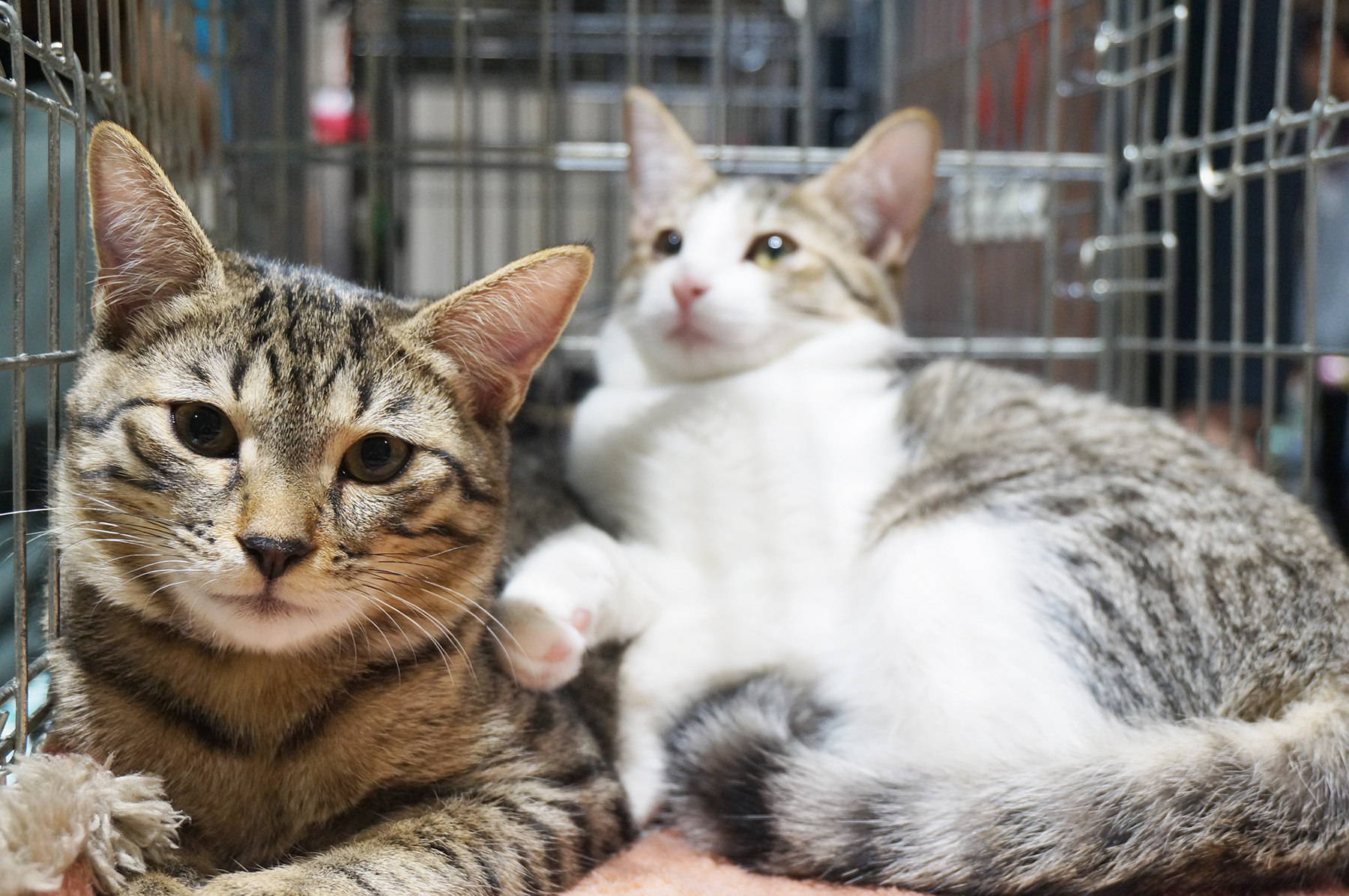 大手企業でも保護猫譲渡会が開催される時代に。ダイコク電機で開催された譲渡会を紹介します。