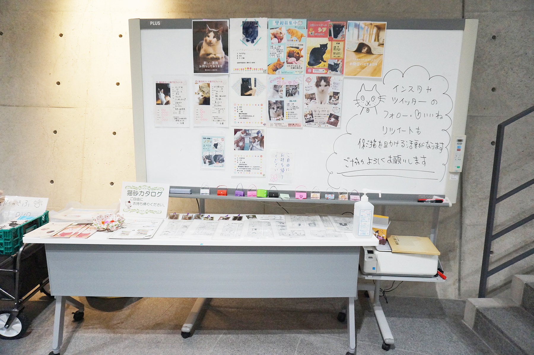 大手企業でも保護猫譲渡会が開催される時代に。ダイコク電機で開催された譲渡会を紹介します。