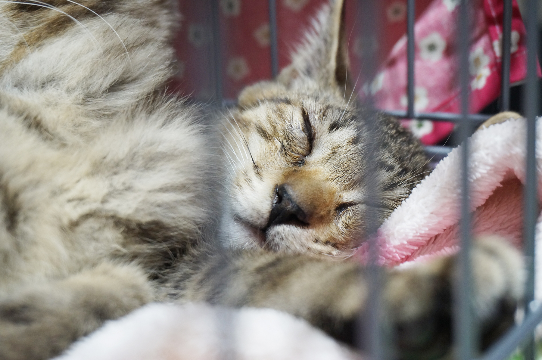 大手企業でも保護猫譲渡会が開催される時代に。ダイコク電機で開催された譲渡会を紹介します。