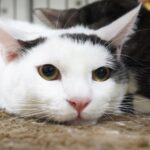 大手企業でも保護猫譲渡会が開催される時代に。ダイコク電機で開催された譲渡会を紹介します。