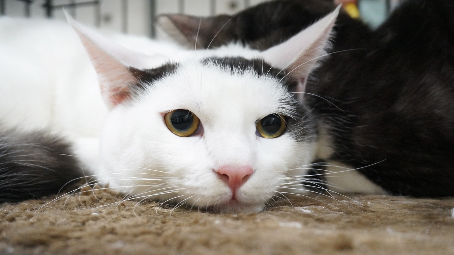 大手企業でも保護猫譲渡会が開催される時代に。ダイコク電機で開催された譲渡会を紹介します。