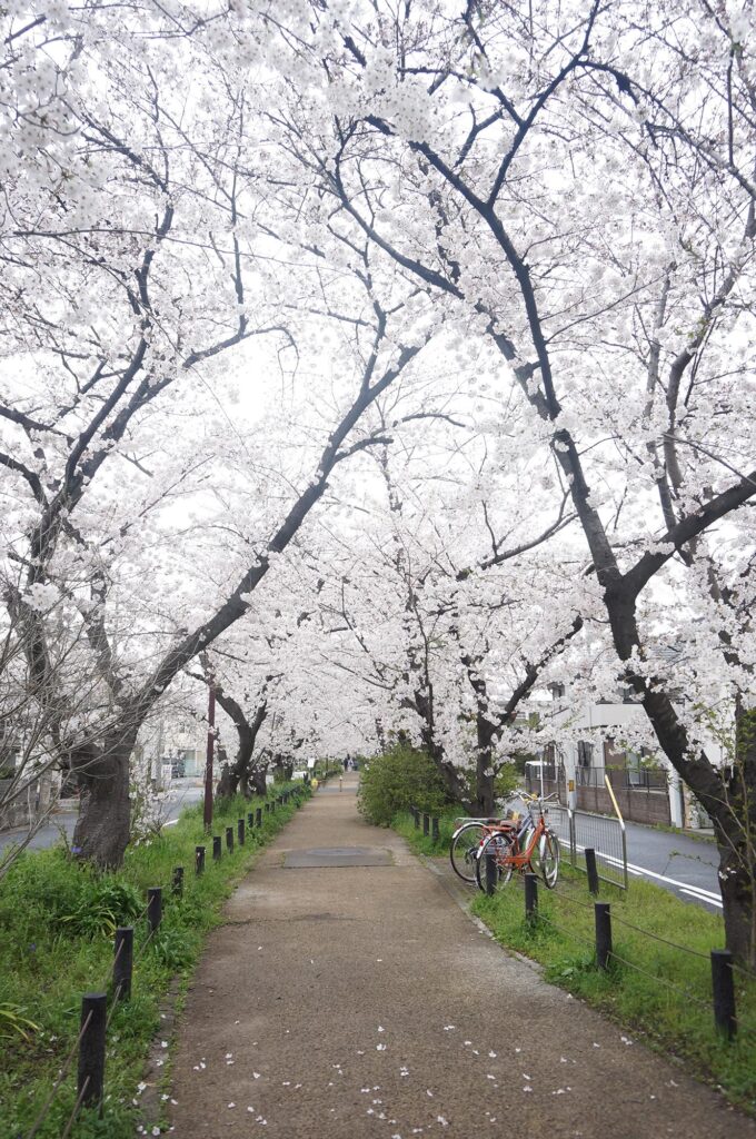 市内の桜もほぼ満開に。柏井町付近の水道道の桜のトンネルを見に行ってきました。
