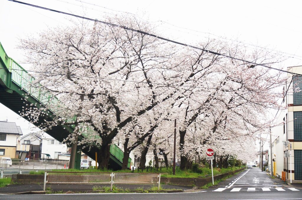 市内の桜もほぼ満開に。柏井町付近の水道道の桜のトンネルを見に行ってきました。