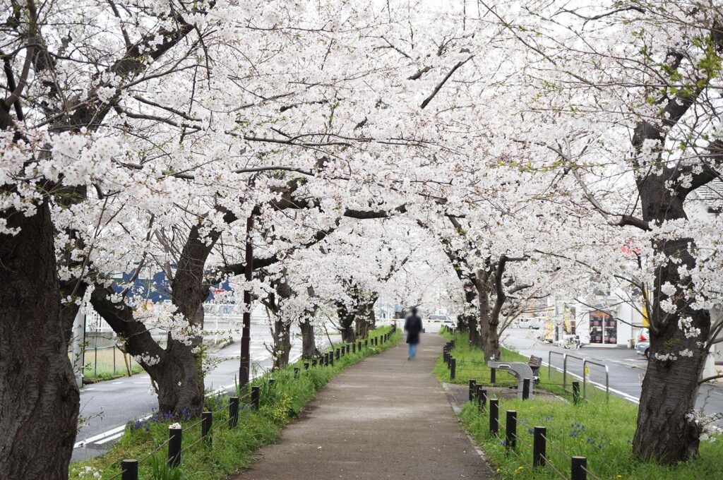 市内の桜もほぼ満開に。柏井町付近の水道道の桜のトンネルを見に行ってきました。