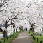 市内の桜もほぼ満開に。柏井町付近の水道道の桜のトンネルを見に行ってきました。