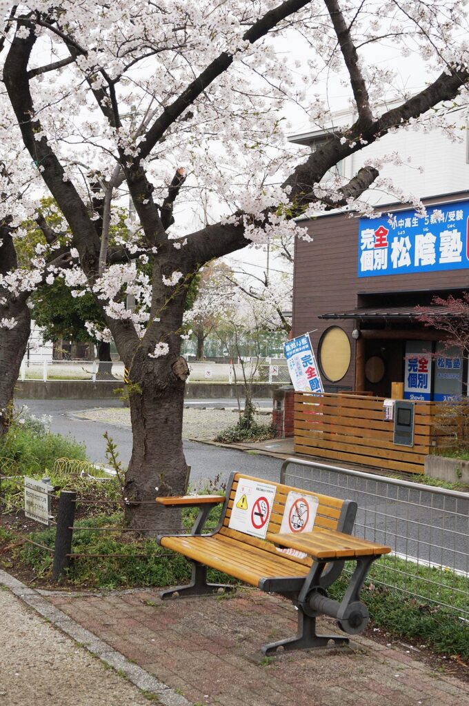 市内の桜もほぼ満開に。柏井町付近の水道道の桜のトンネルを見に行ってきました。
