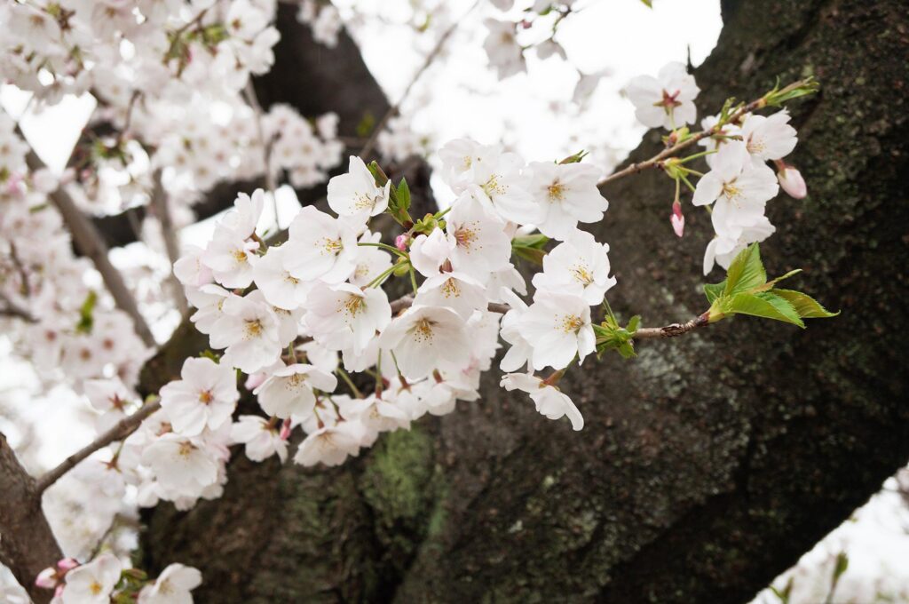 市内の桜もほぼ満開に。柏井町付近の水道道の桜のトンネルを見に行ってきました。