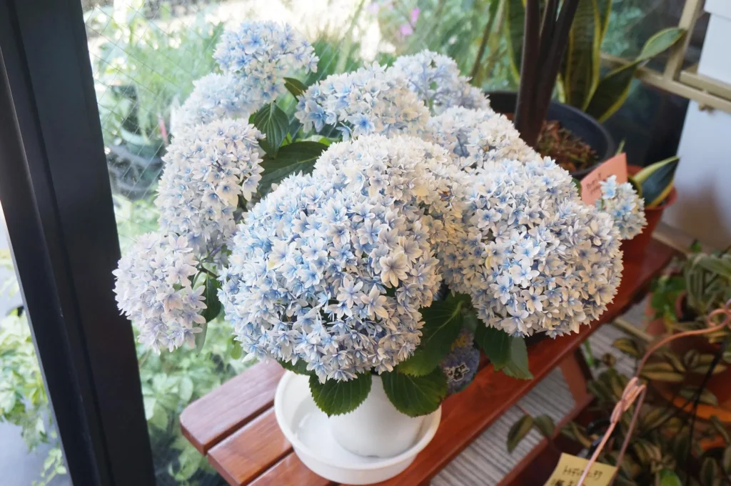 東野町の素敵な花屋さん「八七八」を紹介。珍しい植物も揃う種類豊富なお花屋さんです。