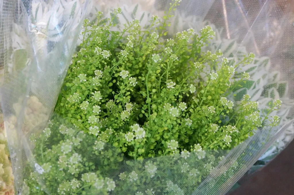 東野町の素敵な花屋さん「八七八」を紹介。珍しい植物も揃う種類豊富なお花屋さんです。