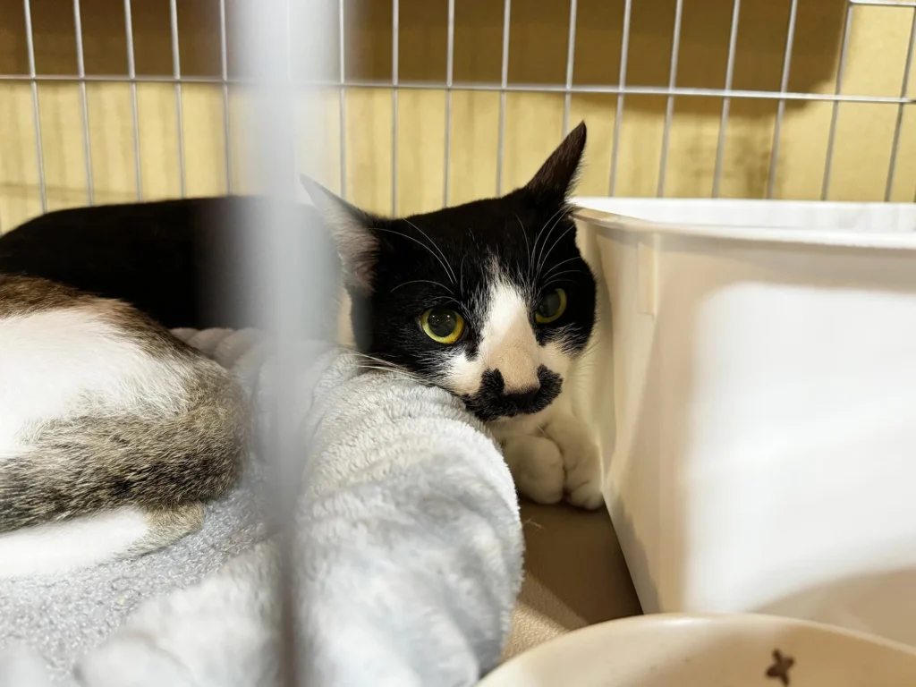 保健所からの命を繋ぐ。年間約400匹の猫を保護する「保護猫団体ちーむにゃいんず」