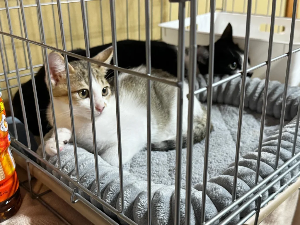 保健所からの命を繋ぐ。年間約400匹の猫を保護する「保護猫団体ちーむにゃいんず」