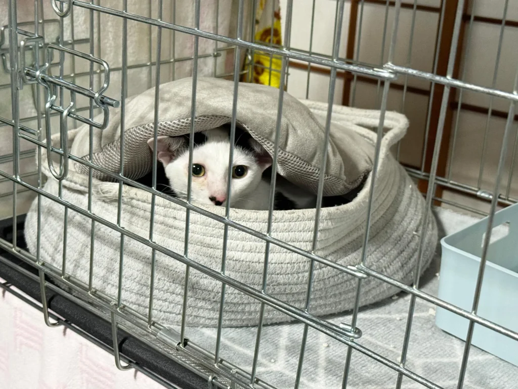 保健所からの命を繋ぐ。年間約400匹の猫を保護する「保護猫団体ちーむにゃいんず」