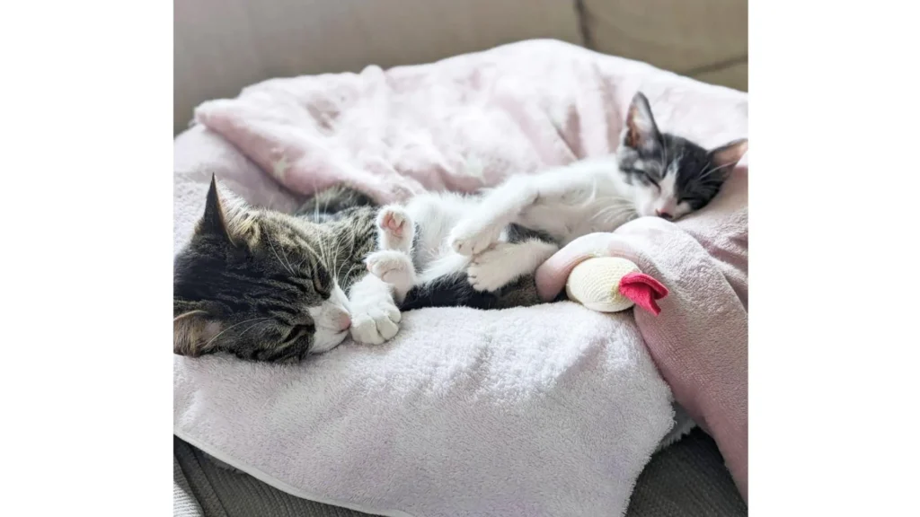 保健所からの命を繋ぐ。年間約400匹の猫を保護する「保護猫団体ちーむにゃいんず」