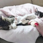 保健所からの命を繋ぐ。年間約400匹の猫を保護する「保護猫団体ちーむにゃいんず」